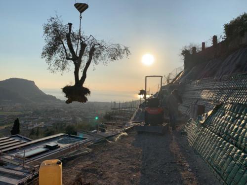 Ville Costermano (VR) in costruzione ulivo vista lago IMG-20190308-WA0010